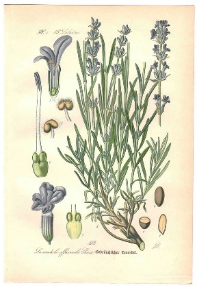 lavender illustration